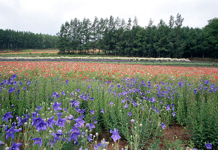 北海道・花畑