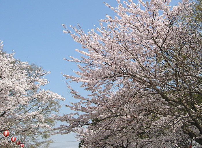 酒津公園の桜