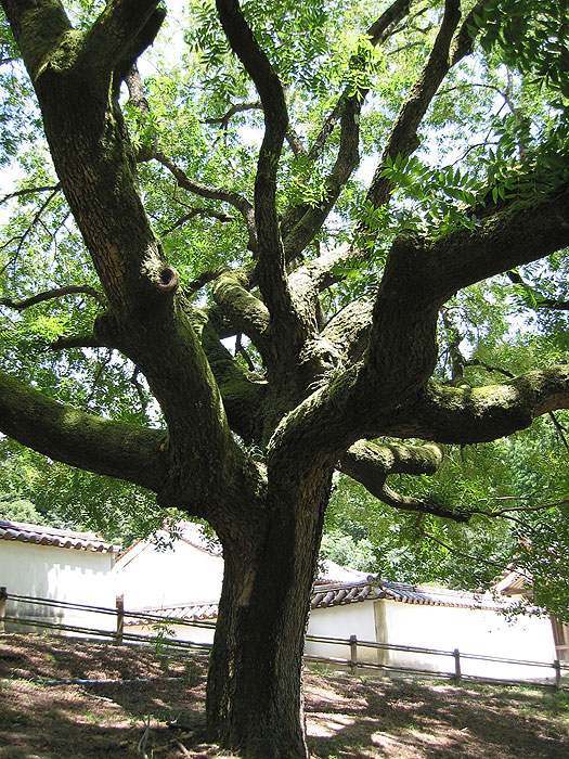 閑谷学校の樹
