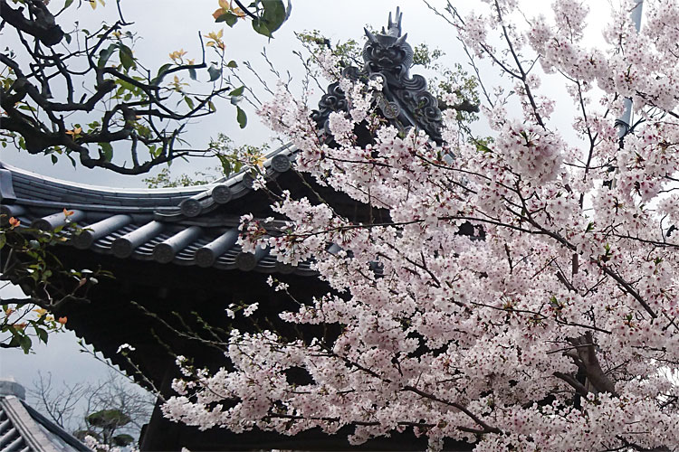 鶴形山　観龍寺の桜