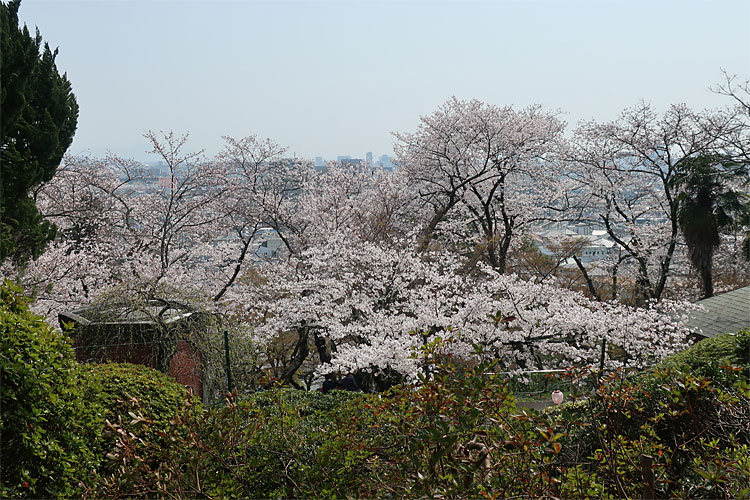 桜と市街