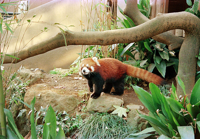 上野動物園・レッサーパンダ