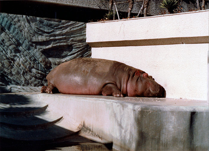 上野動物園・カバ