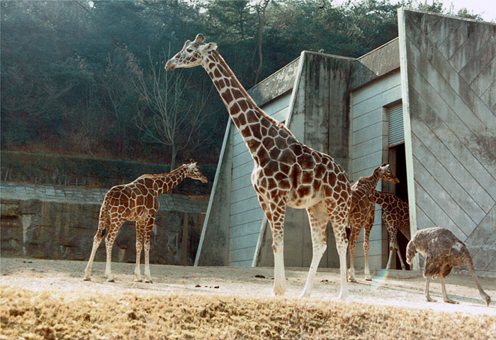 東山動物園・キリン