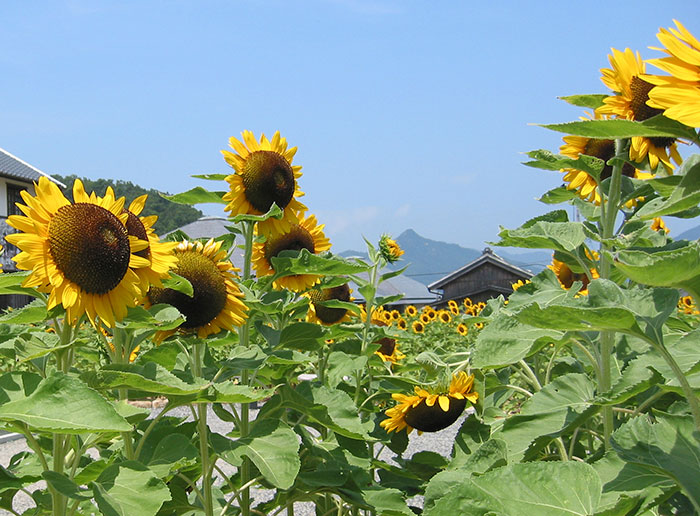 小豆島・ひまわり