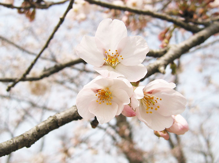 津山城の桜