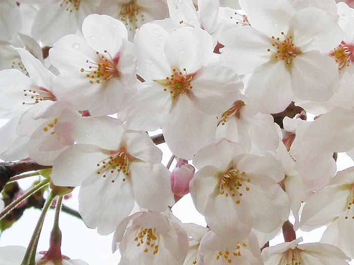 桜と水滴