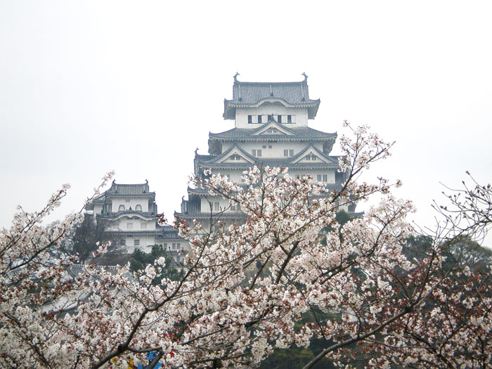 姫路城と桜