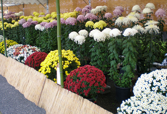 菊花展
