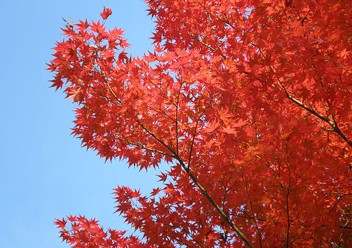 紅葉