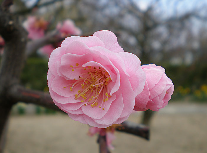 RSKバラ園・梅園にて