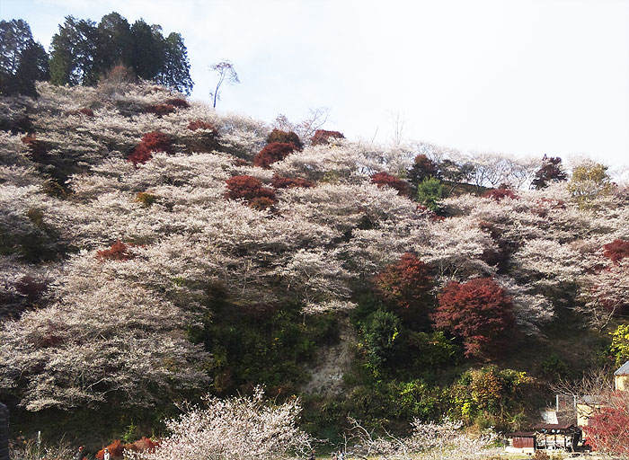 四季桜