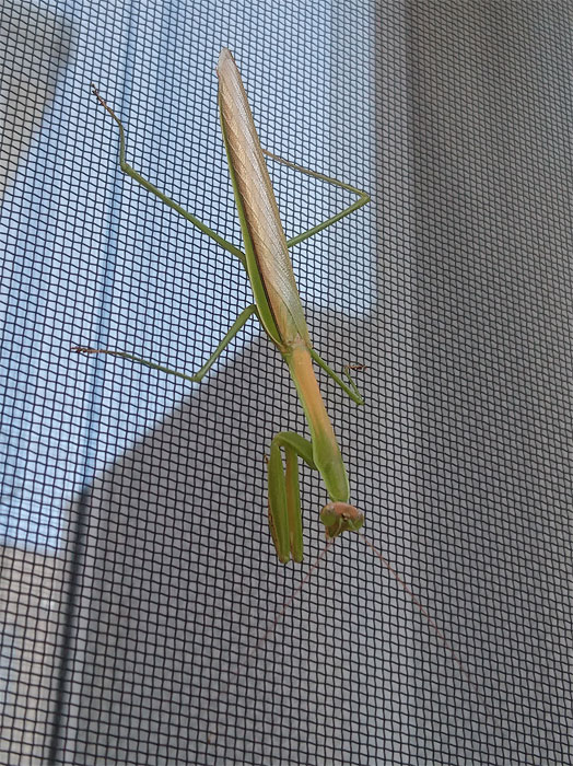 網戸にカマキリ