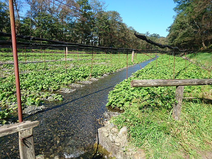 大王わさび農場