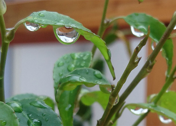 雨あがり