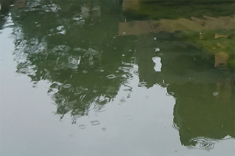 雨の池2