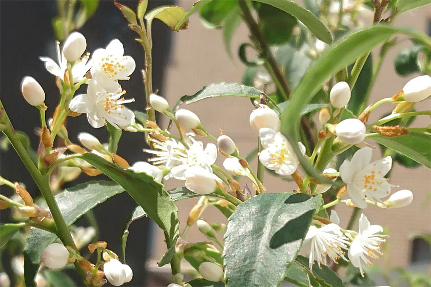 ハイノキの花