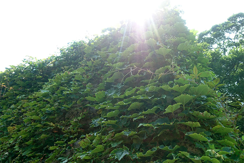夏の石垣