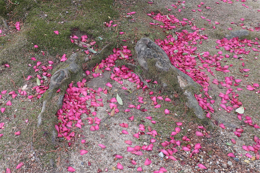 根っこの花びら