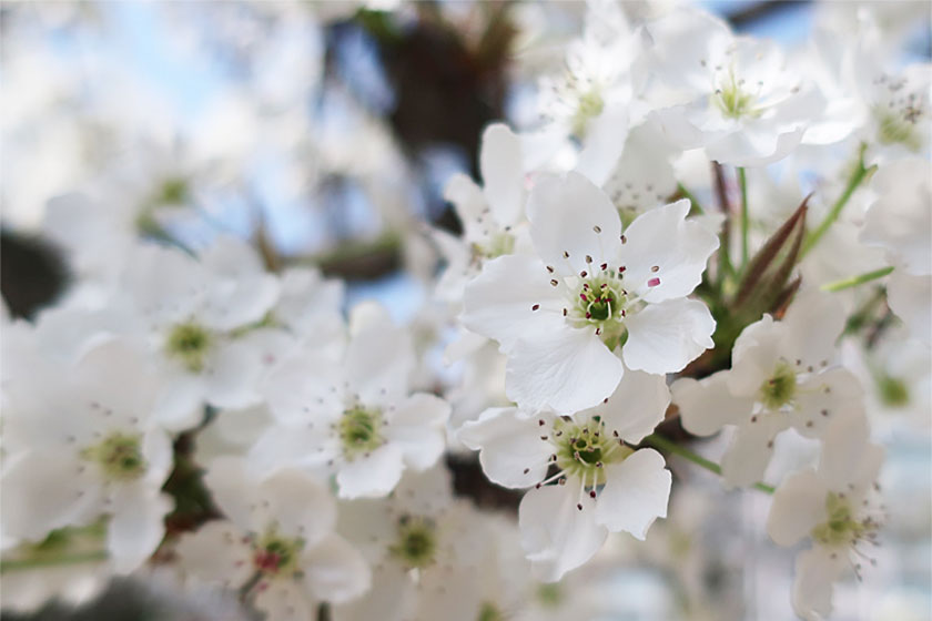 なしの花
