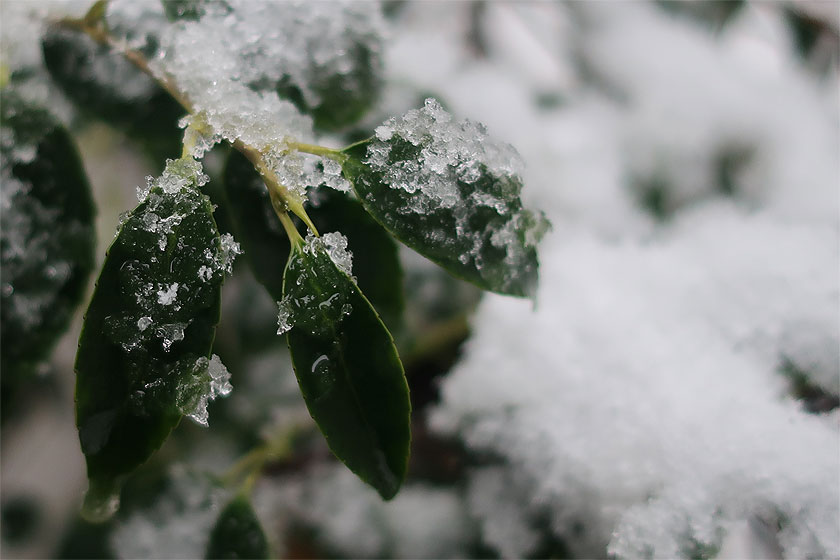 雪が積もった