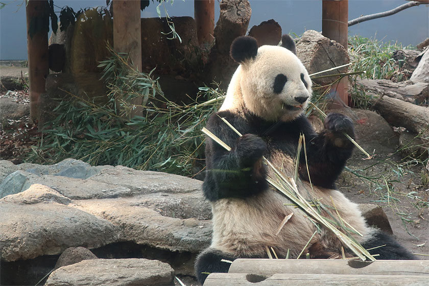 上野動物園