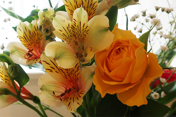 花三昧（1）