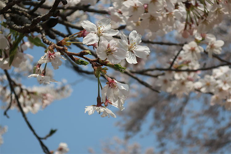 桜と市街2
