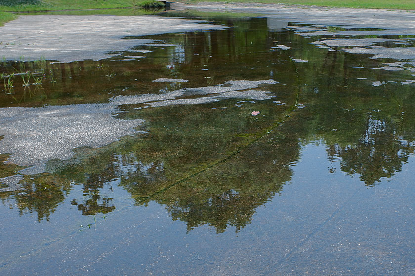 水たまりの森