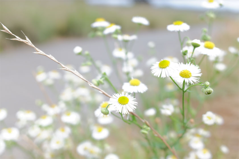 小花道 #3