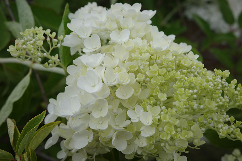 白い紫陽花