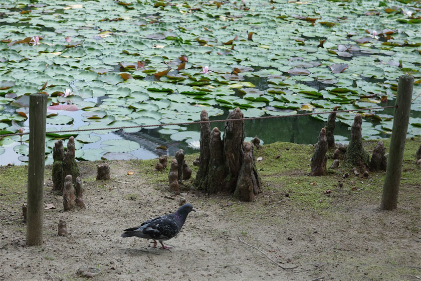 ハトと蓮池