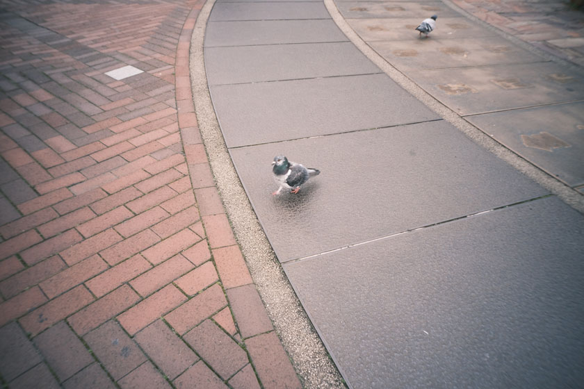 写ルンですのレンズで撮ってみた