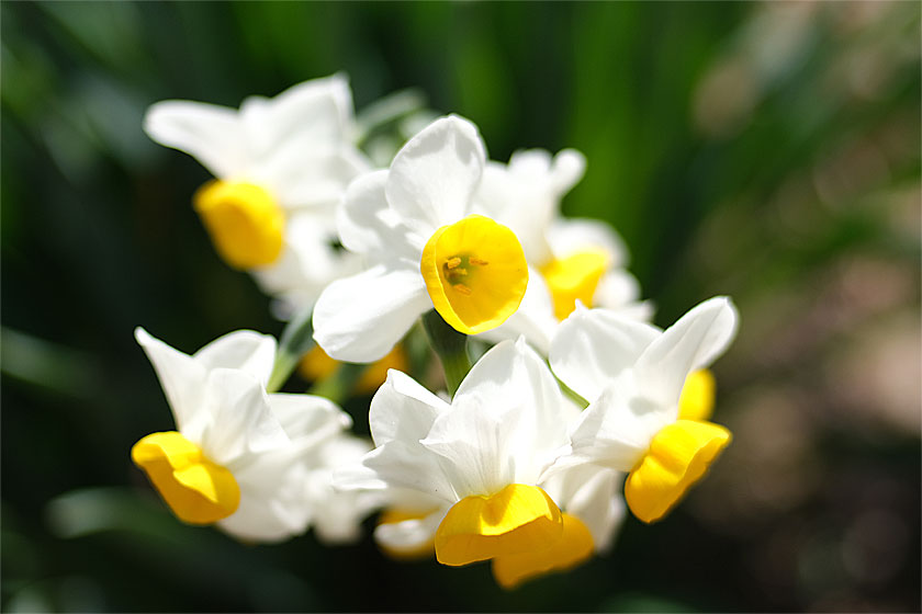 水仙の花散歩
