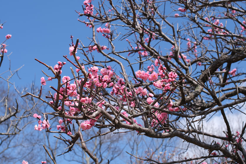 梅の花散歩 2