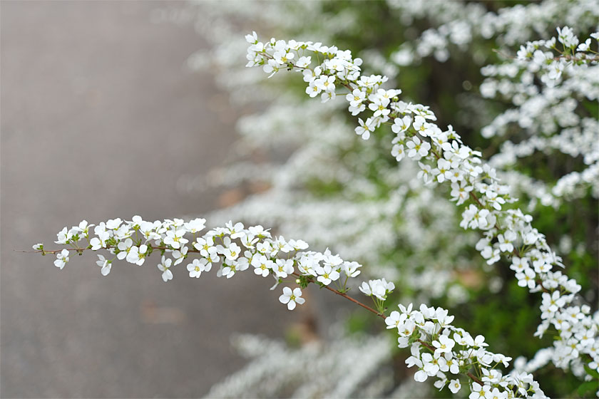 小花道 #6