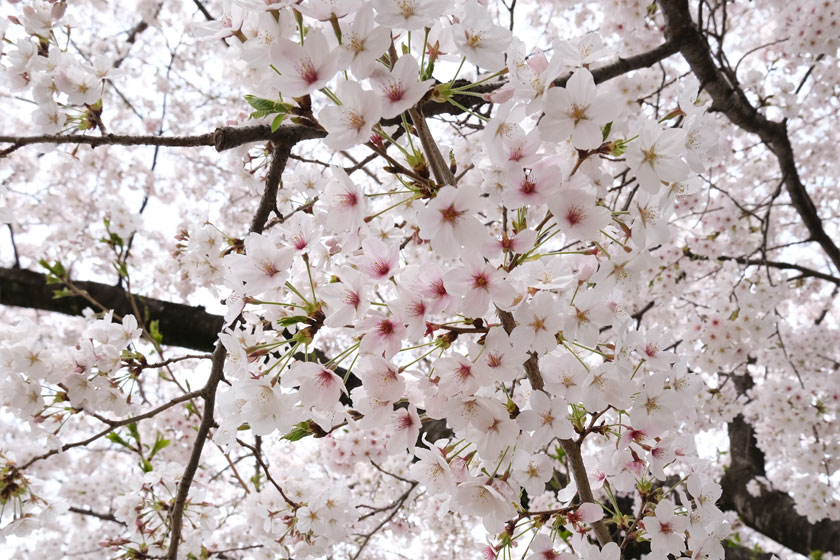 満開の桜