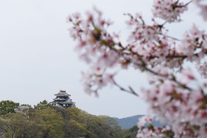 城と桜