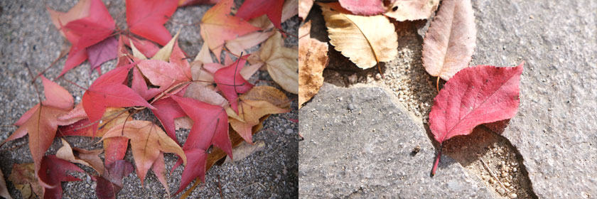 紅葉散歩3