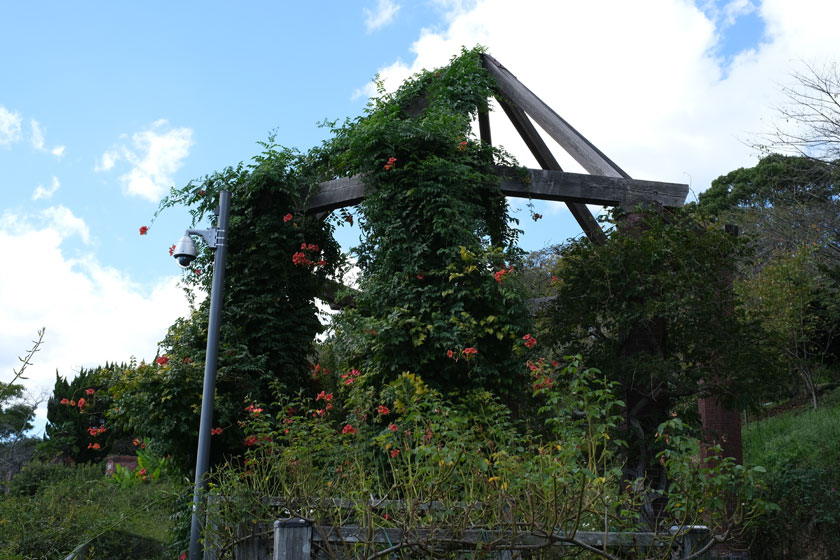 植物園スナップ4