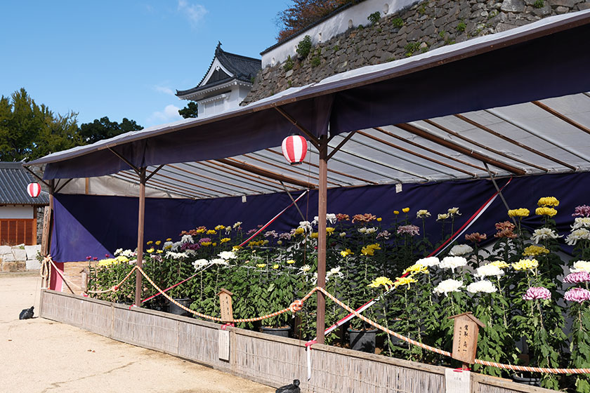 菊花展