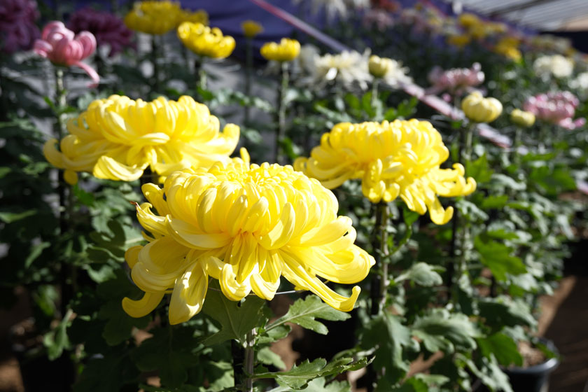 菊の花