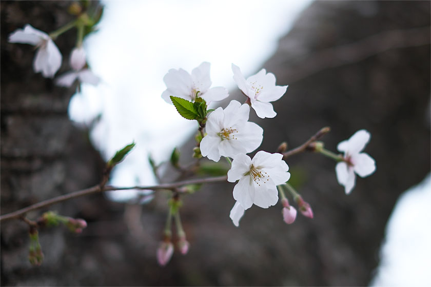 後楽園の桜