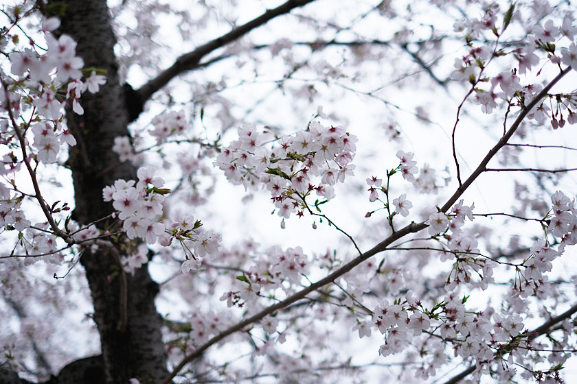 後楽園の桜3