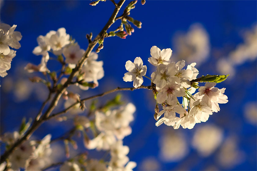 夜桜2