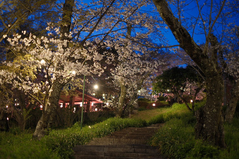 夜桜3