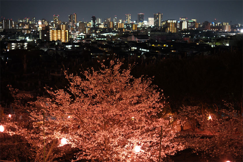 夜桜5