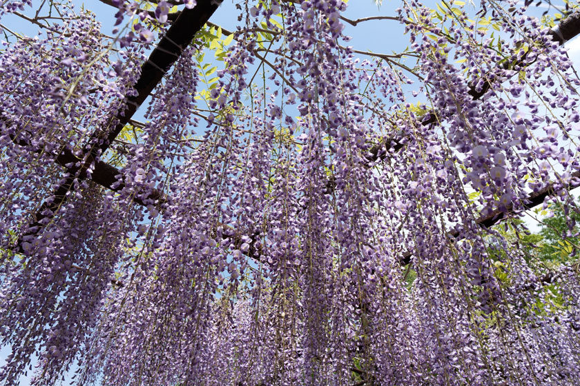 藤公園2