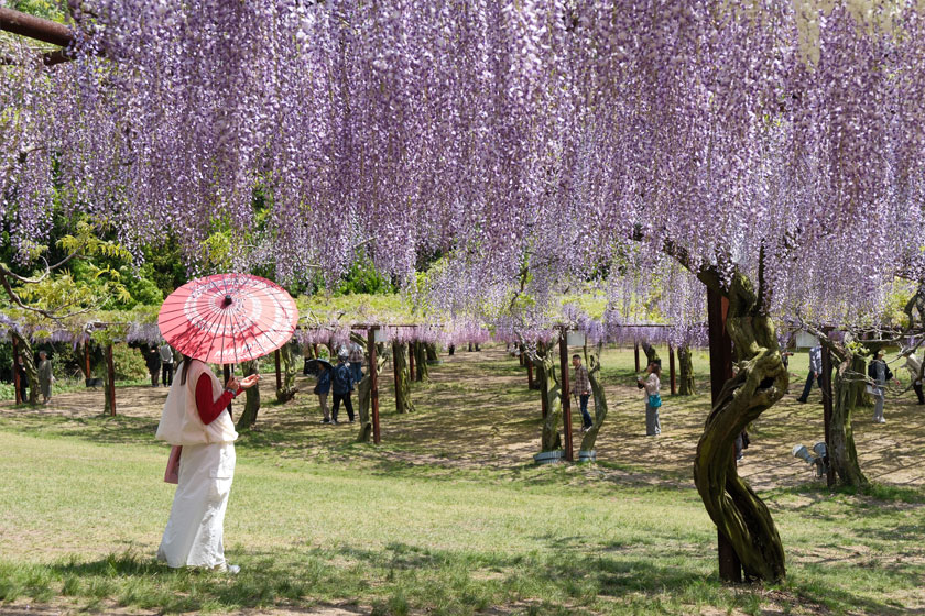 藤公園4