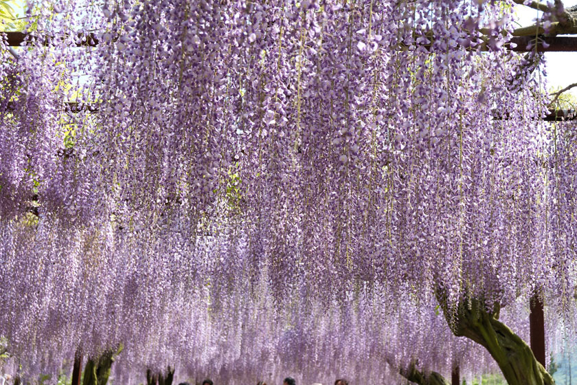 藤公園5
